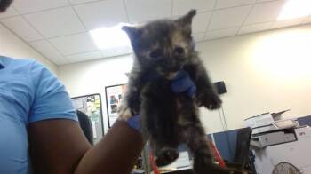 PERKINS -  Domestic Short Hair Cat for Adoption in Doral, Florida - PERKINS | PetCurious