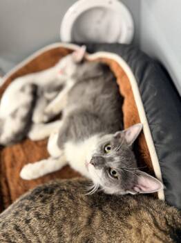 Genesis -  Domestic Short Hair Cat for Adoption in St. Cloud, Florida - Genesis | PetCurious
