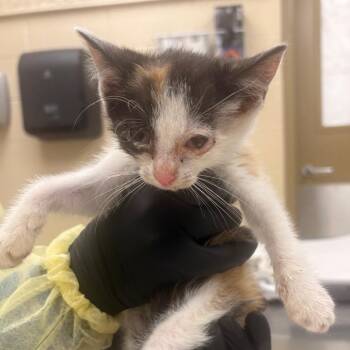 Princess Donut -  Domestic Short Hair Cat for Adoption in Winston-salem, North Carolina - Princess Donut | PetCurious