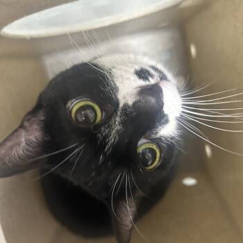 Domestic Short Hair Cats Available for Adoption in Philadelphia, Pennsylvania - Oreo | PetCurious