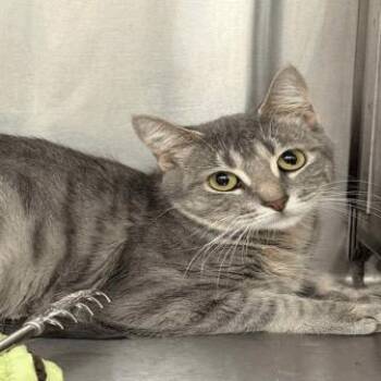Birch -  Domestic Short Hair Cat for Adoption in Indianapolis, Indiana - Birch | PetCurious