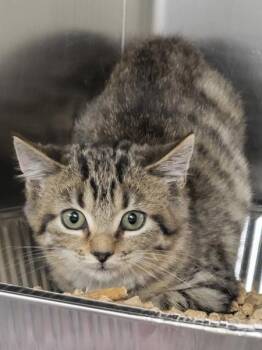 Nf 22d Petunia -  Domestic Short Hair Cat for Adoption in Lawrenceville, Georgia - Nf 22d Petunia | PetCurious