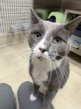 Parker -  Domestic Short Hair Cat for Adoption in Parsippany-troy Hills, New Jersey - Parker | PetCurious