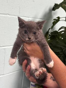 Domestic Short Hair Cats Available for Adoption in Rockport, Texas - Primrose | PetCurious