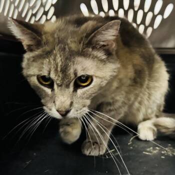 Grizabella -- Bonded Buddy Of Welker -  Domestic Short Hair Cat for Adoption in Des Moines, Iowa - Grizabella -- Bonded Buddy Of Welker | PetCurious
