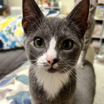 Rocky -  Domestic Short Hair Cat for Adoption in Warwick, Rhode Island - Rocky | PetCurious