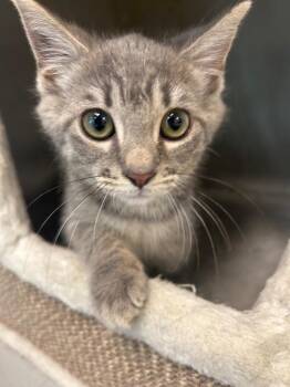 Caviar -  Domestic Long Hair Cat for Adoption in New Kensington, Pennsylvania - Caviar | PetCurious