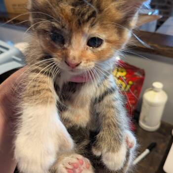 Lois -  Domestic Short Hair Cat for Adoption in Rocky Mount, Virginia - Lois | PetCurious