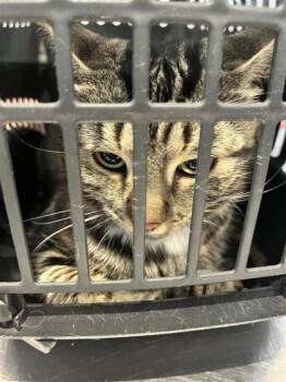 Mimi -  Domestic Short Hair Cat for Adoption in Montreal, Quebec - Mimi | PetCurious