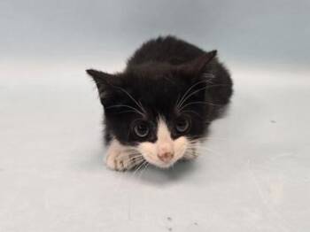 Corn Dog -  Domestic Short Hair Cat for Adoption in Minneapolis, Minnesota - Corn Dog | PetCurious