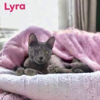 Rescue Domestic Short Hair Cats for Adoption in Nashville, Georgia - Lyra | PetCurious
