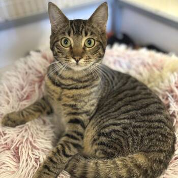 Domestic Short Hair Cats Available for Adoption - Boots | PetCurious