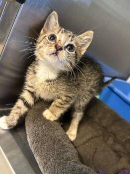 Wilbur -  Domestic Short Hair Cat for Adoption in Metter, Georgia - Wilbur | PetCurious