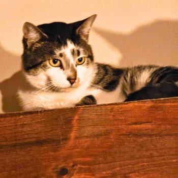 Domestic Short Hair Cats Available for Adoption - Flapjack Octopus | PetCurious