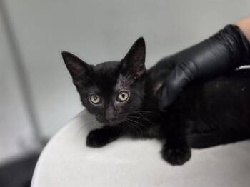 MONROE -  Domestic Short Hair Cat for Adoption in Antioch, California - MONROE | PetCurious