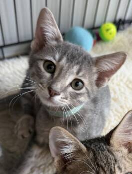 Zodihop -  Domestic Short Hair Cat for Adoption in INDN HBR BCH, Florida - Zodihop | PetCurious