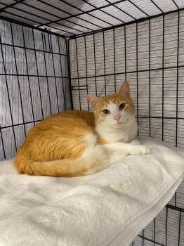 Patrick -  Domestic Short Hair Cat Available for Adoption in Waltham, Massachusetts - Patrick | PetCurious