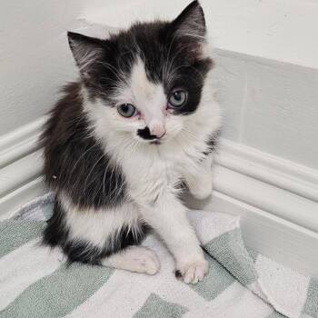 Domestic Medium Hair Cats Available for Adoption in Long Beach, California - Roscoe | PetCurious
