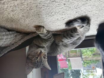 Rescue Domestic Short Hair Cats for Adoption in Saint Francis, Minnesota - Sansa & Arya | PetCurious