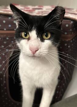 Rescue Domestic Short Hair Cats for Adoption in Bonita Springs, Florida - Wally | PetCurious