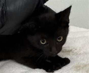 A883845 -  Domestic Short Hair Cat for Adoption in Camarillo, California - A883845 | PetCurious