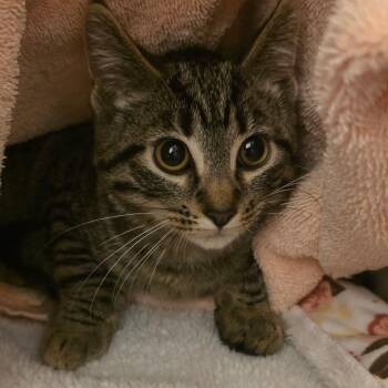 Clove -  Domestic Short Hair Cat for Adoption in Council Bluffs, Iowa - Clove | PetCurious