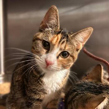 The Pumpkin Patch -  Domestic Short Hair Cat for Adoption in Davenport, Iowa - The Pumpkin Patch | PetCurious