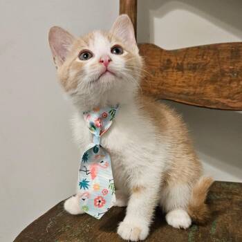 Domestic Short Hair Cats Available for Adoption in New Albany, Ohio - Dandy | PetCurious