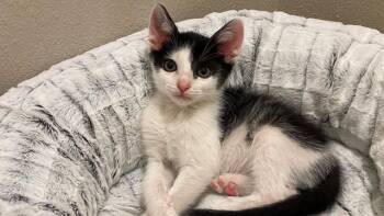 SAUSALITO -  Domestic Short Hair Cat for Adoption in Tustin, California - SAUSALITO | PetCurious