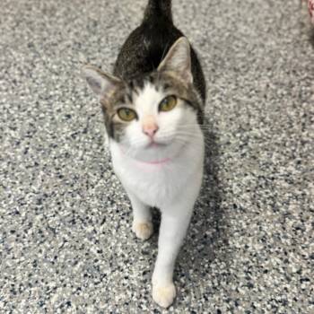 Arwen -  Domestic Short Hair Cat for Adoption in Brownsboro, Alabama - Arwen | PetCurious