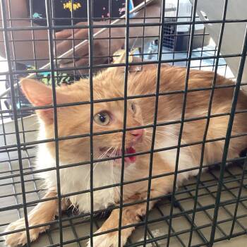 Huckleberry -  Domestic Short Hair Cat for Adoption in Montgomery, Alabama - Huckleberry | PetCurious