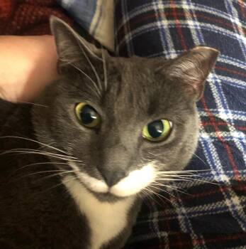 Domestic Short Hair Cats Available for Adoption - Momma Home And Barn | PetCurious