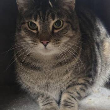 NIKKO Tabby -  Domestic Short Hair Cat for Adoption in La Plata, Maryland - NIKKO Tabby | PetCurious