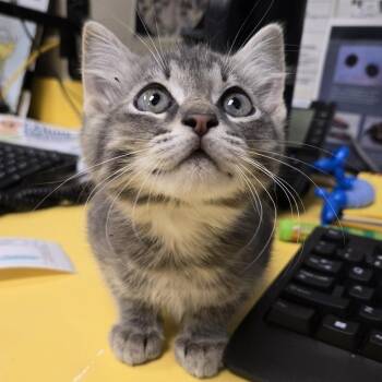 Roman -  Domestic Short Hair Cat for Adoption in Nashville, Tennessee - Roman | PetCurious