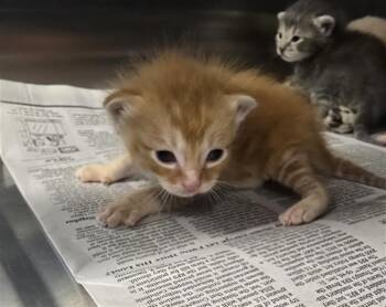 Domestic Short Hair Cats Available for Adoption in Houston, Texas - KITTEN 1 | PetCurious
