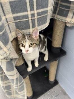 Domestic Short Hair Cats Available for Adoption in Munster, Indiana - Petunia | PetCurious