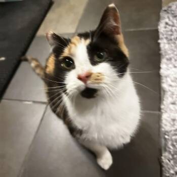 Domestic Short Hair Cats Available for Adoption - Blondie | PetCurious