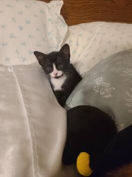 Domestic Short Hair Cats Available for Adoption in Oceanside, California - Richard | PetCurious