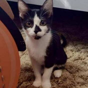 Rescue Domestic Short Hair Cats for Adoption in Memphis, Tennessee - Raisinet | PetCurious