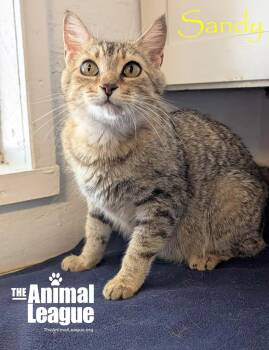 Sandy -  Domestic Short Hair Cat for Adoption in Groveland, Florida - Sandy | PetCurious
