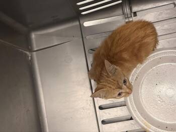 A1271468 -  Domestic Short Hair Cat for Adoption in Charlotte, North Carolina - A1271468 | PetCurious