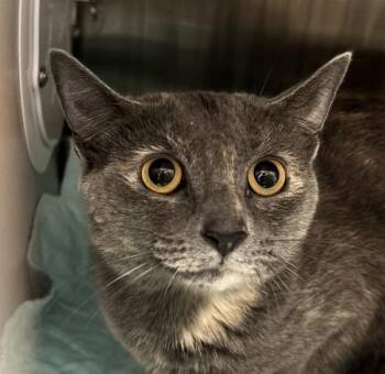 Julissa -  Domestic Short Hair Cat for Adoption - Julissa | PetCurious