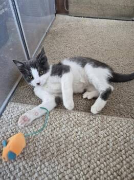 C344 Litter Flurry -  Domestic Short Hair Cat for Adoption in Livonia, Michigan - C344 Litter Flurry | PetCurious