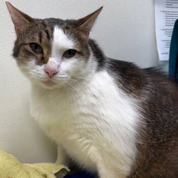 Hercules -  Domestic Short Hair Cat for Adoption in Oshkosh, Wisconsin - Hercules | PetCurious