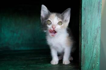 Rescue Domestic Short Hair Cats for Adoption in San Antonio, Texas - Mimosa | PetCurious