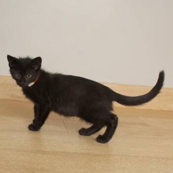 Indie C70616 -  Domestic Short Hair Cat for Adoption in Minnetonka, Minnesota - Indie C70616 | PetCurious