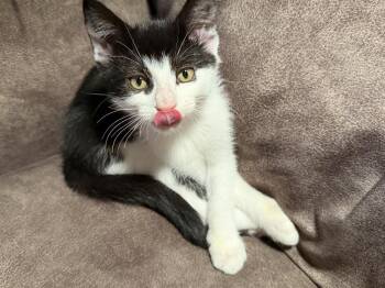 Linus -  Domestic Short Hair Cat for Adoption in East Greenville, Pennsylvania - Linus | PetCurious