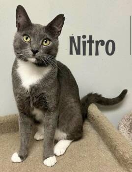 Nitro -  Domestic Short Hair Cat for Adoption in Warrington, Pennsylvania - Nitro | PetCurious