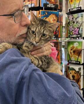 Domestic Short Hair and Tabby Cats Available for Adoption - Little Cuyie Bonded With Meribeth | PetCurious