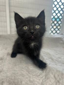 Domestic Short Hair Cats Available for Adoption in Brookings, Oregon - Trickster | PetCurious